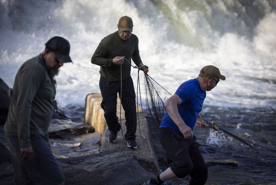 Kjemper for finnmarkselvene