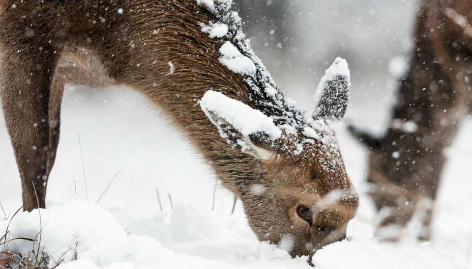 Red deer (Cervus elaphus) looking for food under the snow.