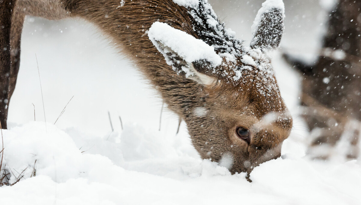 Leserinnlegg | Problematisk vinterjakt på hjortedyr