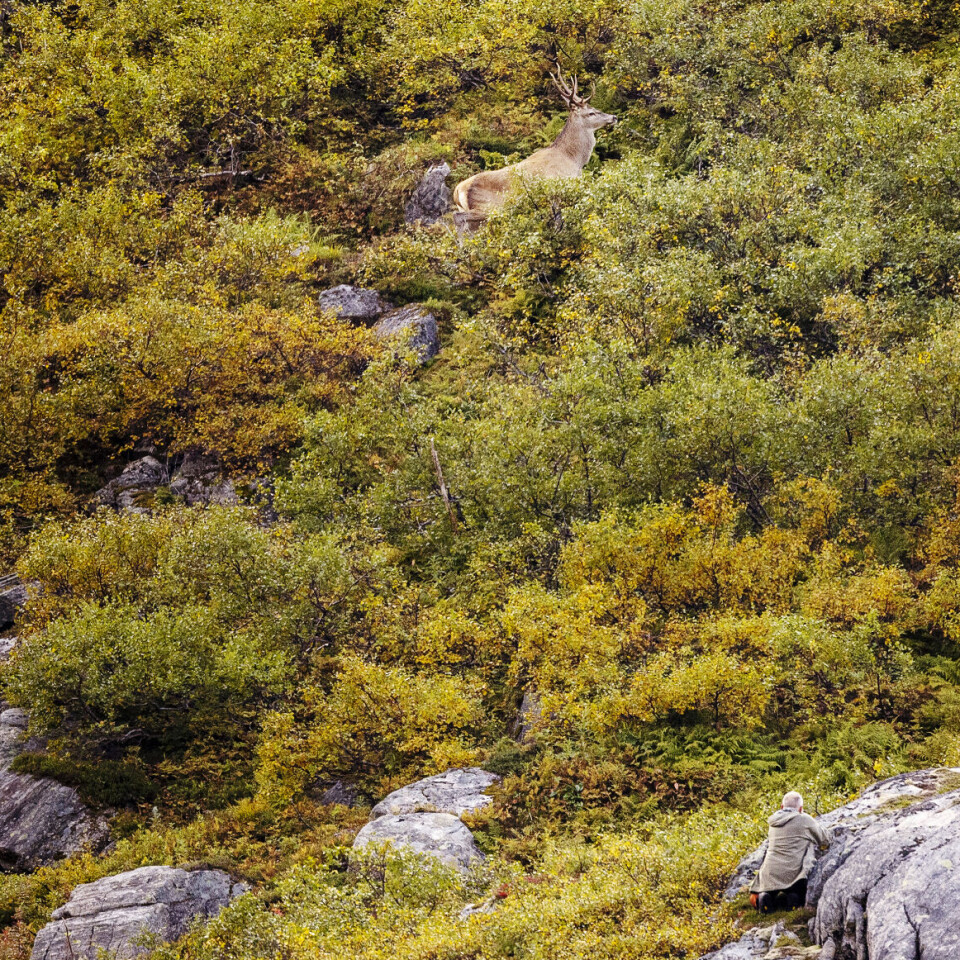 Slik jakter du hjort