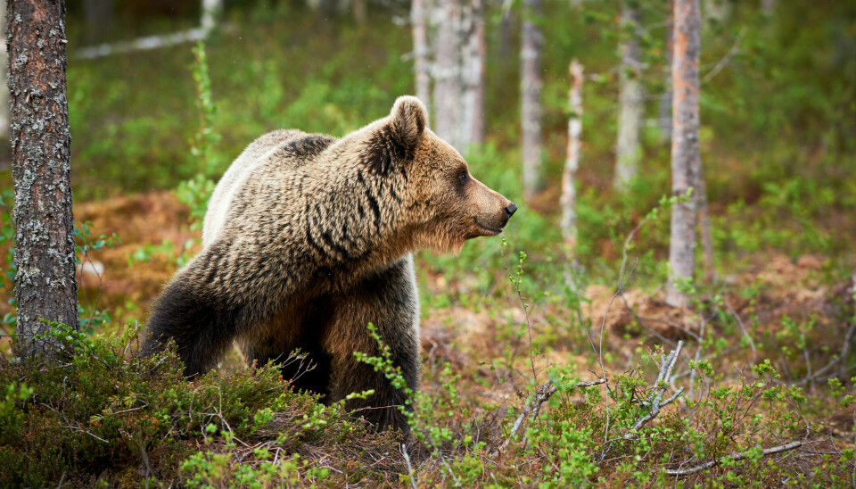Brunbjørn på matsøk i skog.