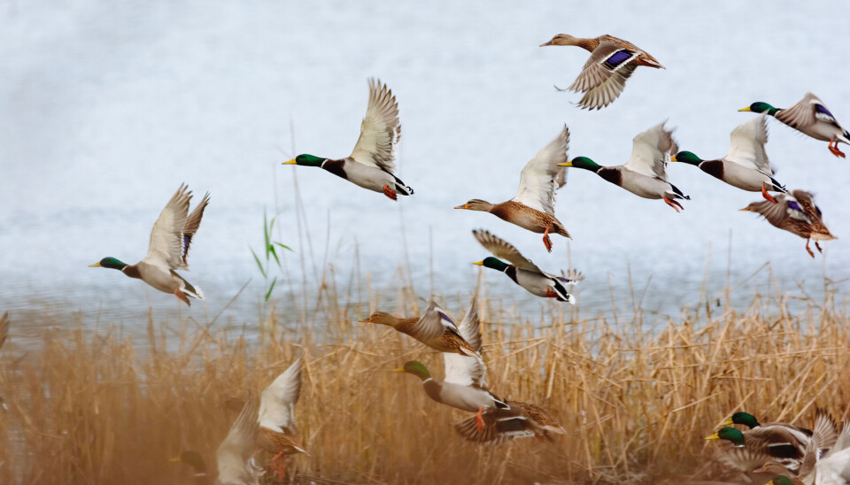 Foto: Thomas_Zsebok_Images / Istockphoto Oppdrett og utsetting av stokkender til jaktformål er på vei ut i Danmark.