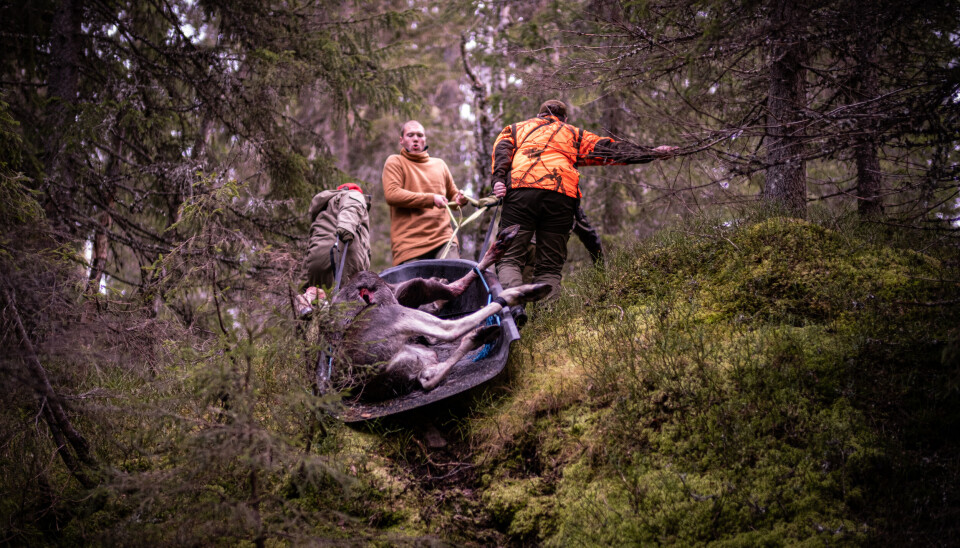 Bli en god jaktleder på 1–2–3! Eljakt. Bli en god jaktleder. Foto: Alexander M. Schindler