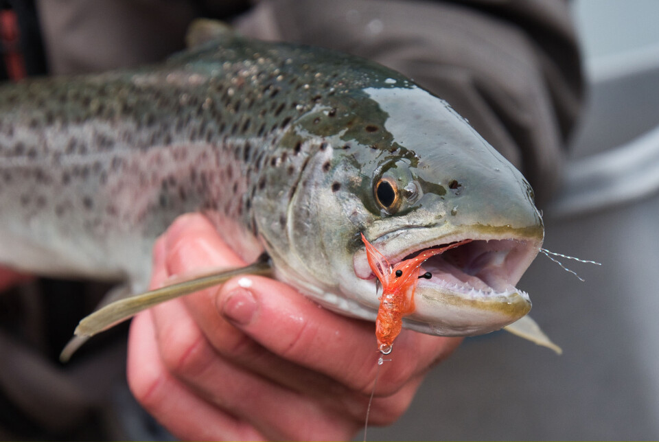 Det er ikke mye som slår følelsen når fisken tar ei flue (eller reke) du har bundet selv. Her er Runar Kabbes sitt fluemønster «CDC reke», som er blitt en slager.