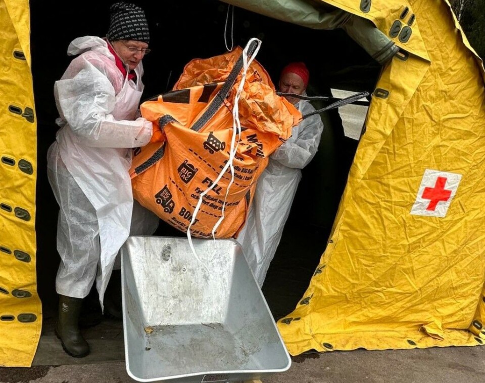 Et villsvinkadaver pakket i plastikk løftes ut av prøvetakingsteltet ved Fagersta i Sverige. Neste stopp er forbrenningsovnen. Nå mener svenskene at det ikke er mer afrikansj svinepest i landet. Et villsvinkadaver pakket i plastikk løftes ut av prøvetakingsteltet. Neste stopp er forbrenningsovnen.