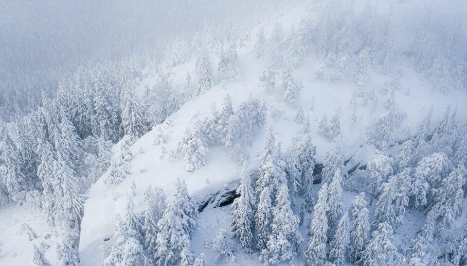 Eventyraktig vinterlandskap med nedsnødde trær og dyp snø