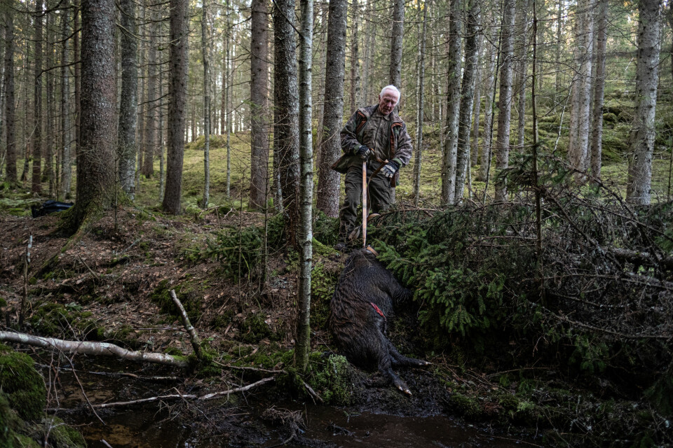 Det er tungt arbeid å trekke en gris ut av skogen på egenhånd. Harald har gjort jobben i femten år.