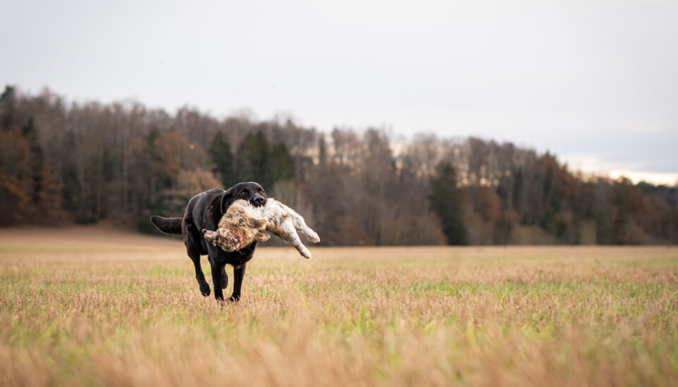 Er du sugen på en labrador retriever? Da bør du tenke gjennom hvilke linjer du bør satse på.