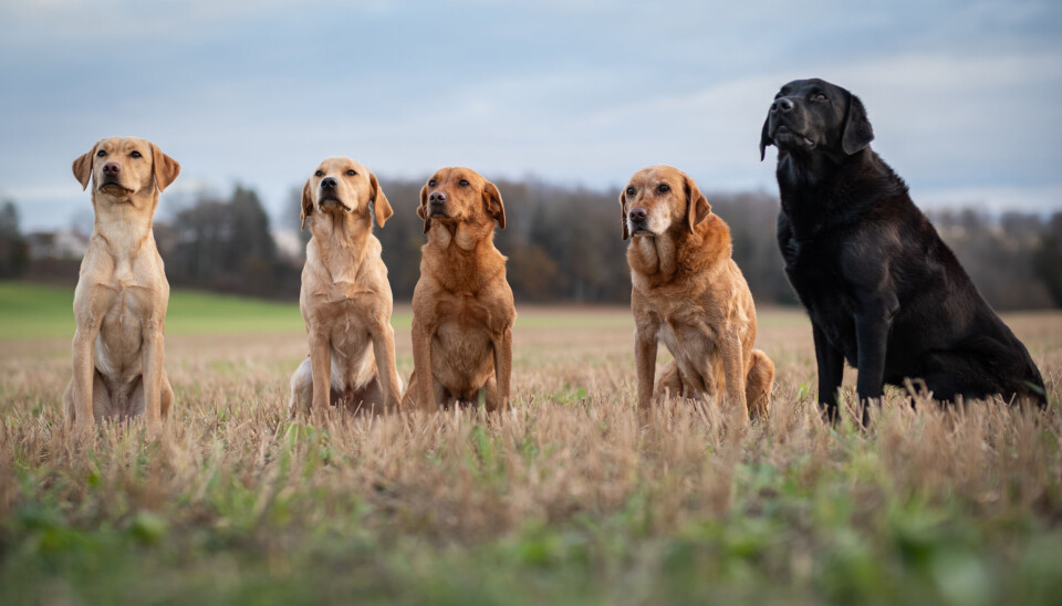 Labrador retriever kommer i flere fargevalører.