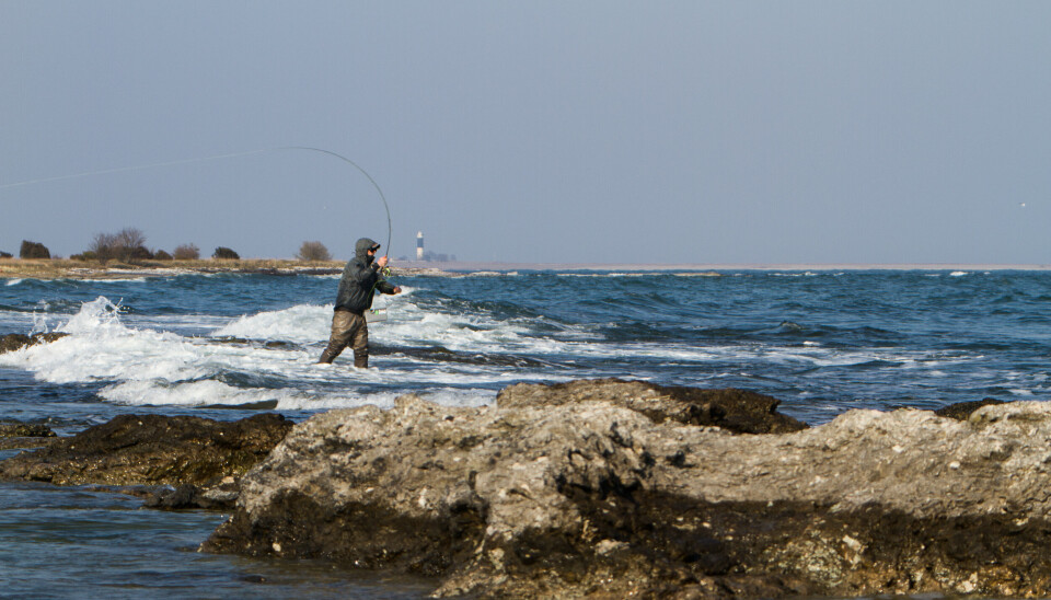 Reportasje, Pålandsvind gir Pågangsmot, pålandsvind gir spennende fiske nærme land.