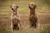 I Norge er chesapeake bay retriever en liten rase. Likevel er den godt representert blant redningshundene.