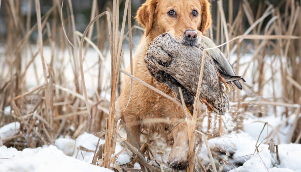 For tredje år på rad topper golden retriever, her representert ved en «jaktgolden», listen over flest antall nyregistrerte hunder. Statistikken tar dog ikke høyde for forskjellen mellom linjene innad i rasen. Også golden retriever av jaktlinjer, kalt «jaktgolden», blir mer og mer populære. I vår jakthundguide kan du lese mer om denne retrieverrasen og andre retrievere til jakt.