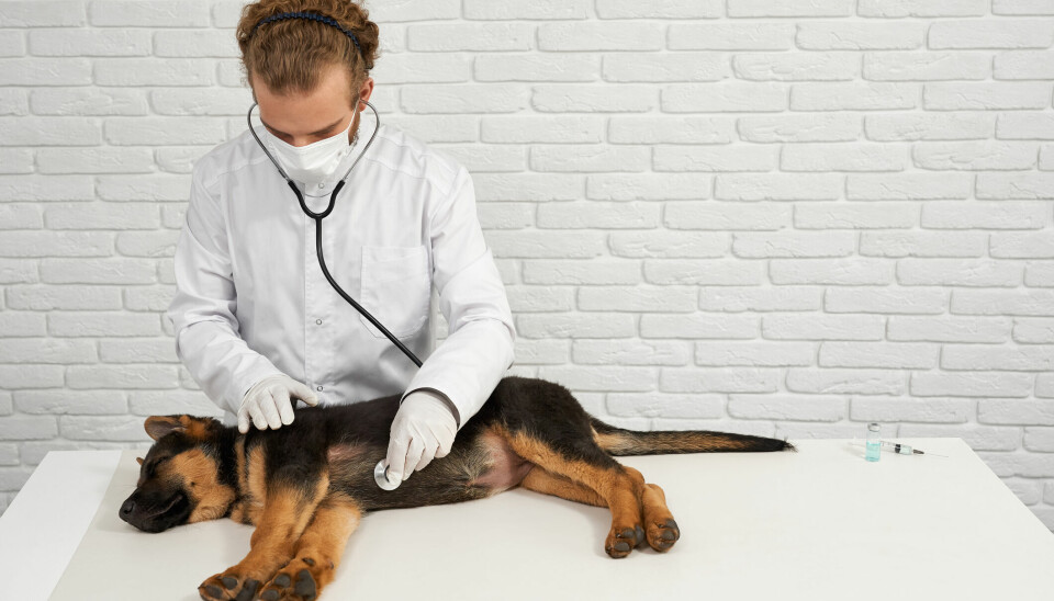 En ny studie peker på økt forekomst av selmordstanker blant veterinærer som ofte avliver dyr.