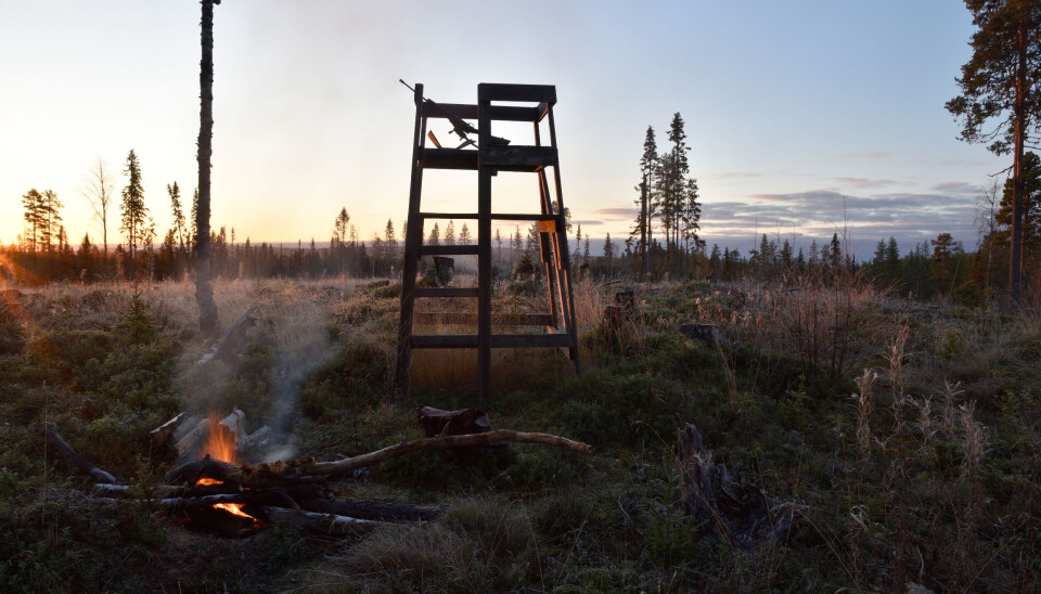 Det har blitt stadig stillere på post i de svenske elgskogene de siste 10 årene. Reportasje || Stor endring i elgbestanden
