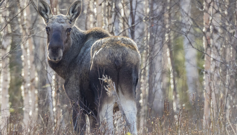 Gjeldende forvaltningssystem i Sverige ble innført i 2012/2013. Siden da har har avskytingen hatt et kraftig fall. Reportasje || Stor endring i elgbestanden