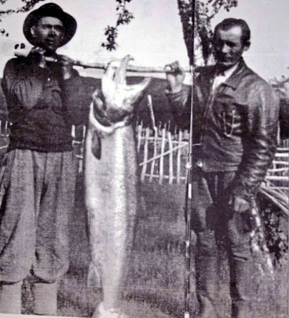 Nils Valles 32,5 kg tunge og store laks, her er bilde av 2 menn som holder storfisken frem.