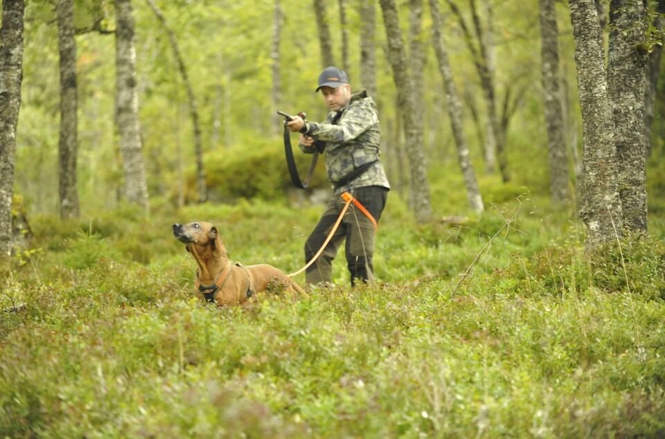 Linelåsen er i utgangspunktet for ettersøk, men kan også bruker til vanlig tur med hund, her et bilde av jeger som bruker linelås og bærer våpen. Samtidig som han er ute med hunden.