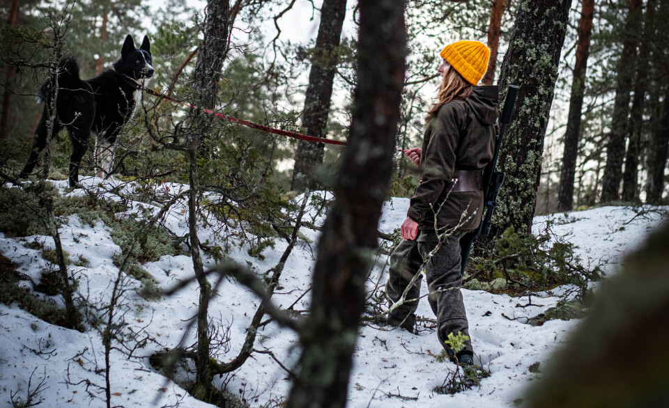 Hvilken elghundrase bør du satse på? Svaret avhenger av hvordan du jakter, og hvilke egenskaper du ser etter hos hunden. Vil du jakte med løshund eller satse på bandhund? Og trenger du egentlig å velge den ene jaktformen over den andre? Hvilken elghundrase bør du satse på? Svaret avhenger av hvordan du jakter, og hvilke egenskaper du ser etter hos hunden. Vil du jakte med løshund eller satse på bandhund? Og trenger du egentlig å velge den ene jaktformen over den andre?