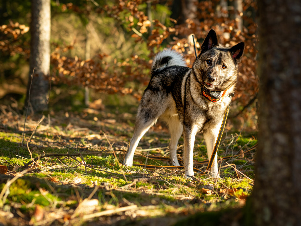 Norsk elghund grå brukes både som løshund og bandhund på elgjakt. Her kan du lese mer om rasens opprinnelse og egenskaper.
