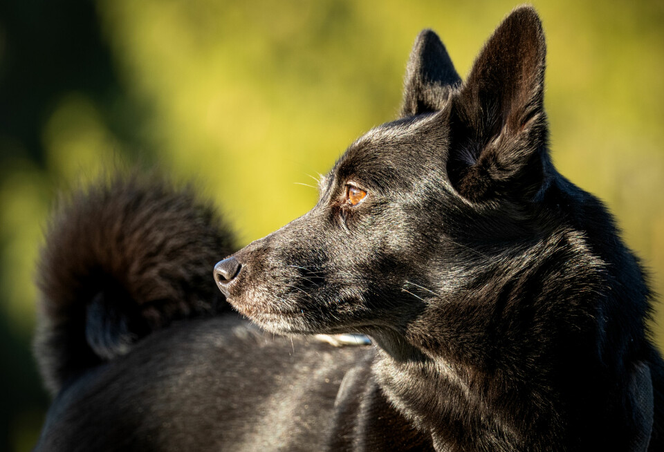 Norsk elghund sort brukes først og fremst som bandhund til elgjakt. Her kan du lese mer om denne lille spisshunden, og om den er et godt valg til din bruk.