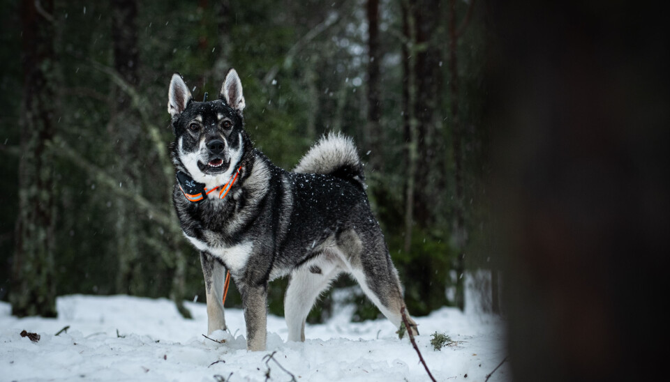 Jämthunden, gjerne bare kalt «jämten» eller «jämt», er en stor og langbeint løshund. Jämthunden, gjerne bare kalt «jämten» eller «jämt», er en stor og langbeint løshund.