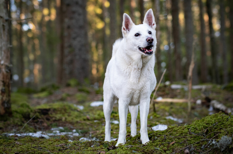 Har du et lite og trangt jaktterreng og likevel lyst på en løshund? Da kan svensk hvit elghund fort være en jakthundrase for deg.