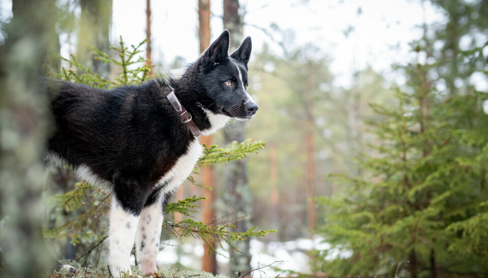 Den svarte og hvite karelske bjørnehunden, gjerne bare kalt «kareler» har et særpreget utseende. Og navnet til tross, er rasen også den rette hunden til elgjakt for mange.