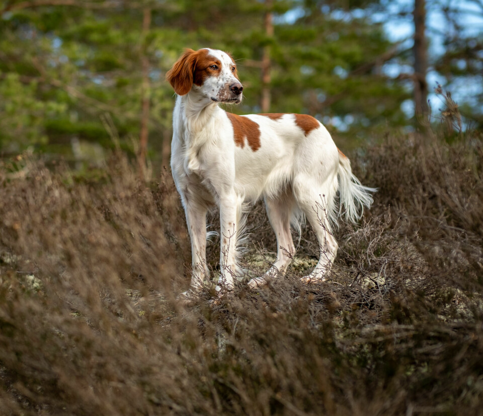 Irsk rød og hvit setter er en sjelden britiske stående fuglehund.