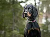 En ung gordon setter tispe.
