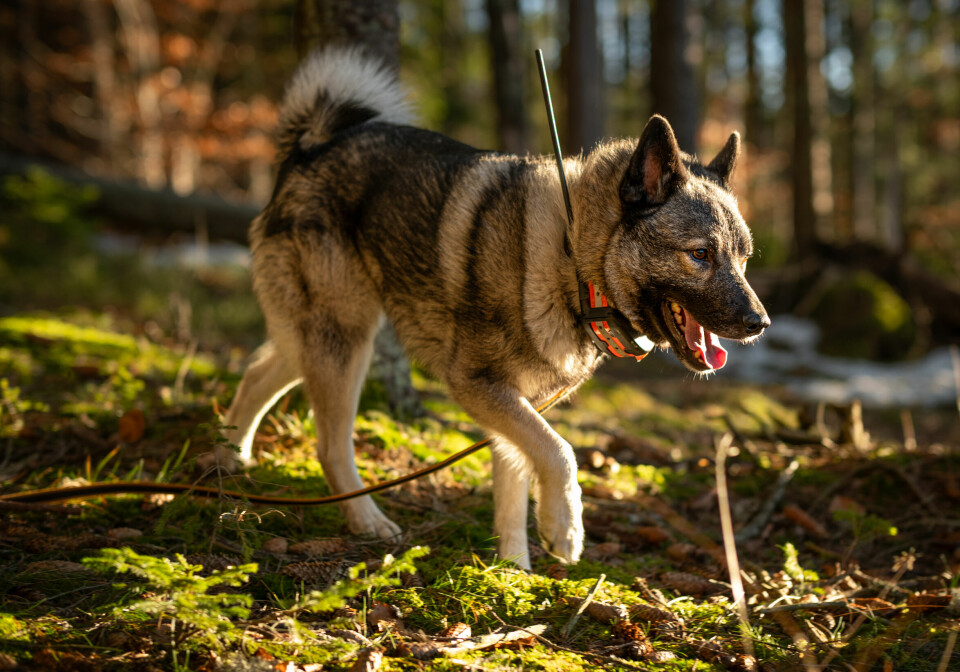 Du kan bruke norsk elghund grå både som løshund og bandhund. Noen mener det er best å prege hunden på den ene jaktformen fremfor den andre, andre foretrekker en hund som mestrer begge jaktformene.