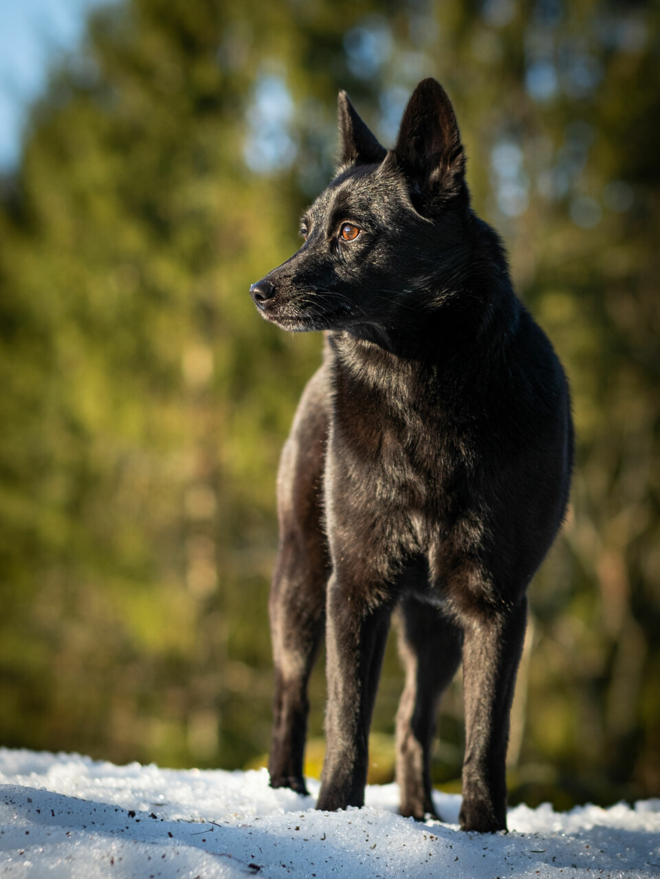 Norsk elghund sort er en utpreget bandhund. Rasen brukes til elgjakt, hjortejakt og villreinjakt. Enkelte har også stor suksess med rasen på rådyrjakt.