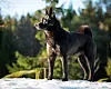 Norsk elghund sort øker i popularitet igjen, ikke minst på grunn av økt bruk som bandhund på hjortejakt. Enkelte trekker også frem overgangen fra løshund til bandhund i elgterreng med ulv som en del av forklaringen.