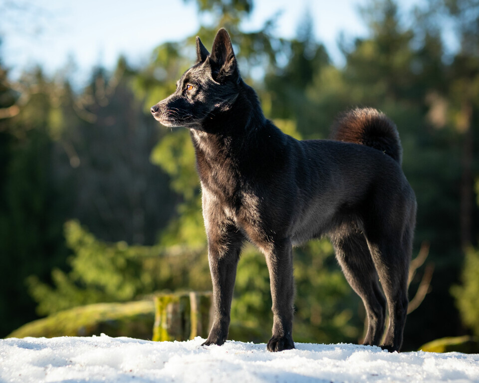 Norsk elghund sort øker i popularitet igjen, ikke minst på grunn av økt bruk som bandhund på hjortejakt. Enkelte trekker også frem overgangen fra løshund til bandhund i elgterreng med ulv som en del av forklaringen.