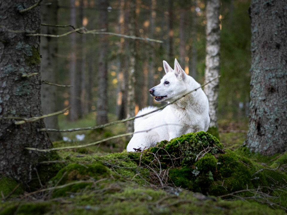 Svensk hvit elghund fungerer godt som løshund.