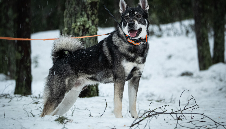 Jämten er en utpreget løshund.