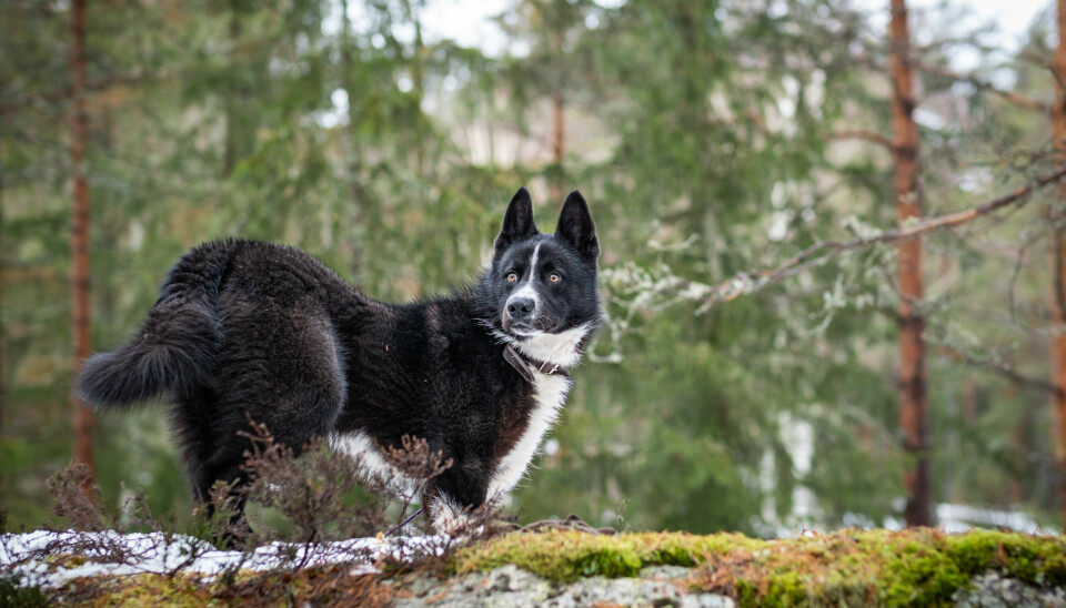 «Kareleren» har utviklet seg fra allroundhundene i grenseområdene mellom Sverige, Finland og Russland