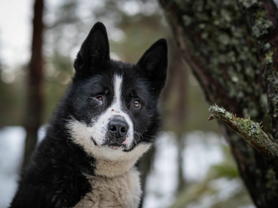 Denne karelske bjørnehunden mistet øyet etter et ublidt møte med elg. Jaktlysten er fortsatt like stor.