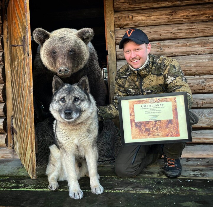 Martin Brenne og gråhunden Grom er de første som kan smykke seg med bjørnjaktchampionet i Sverige.