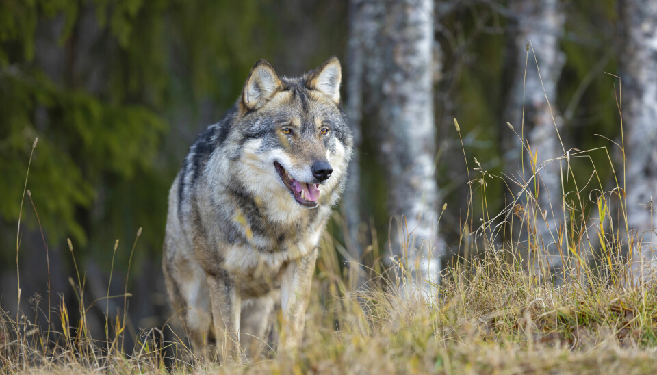 Bildet viser en ulv i Norge.
