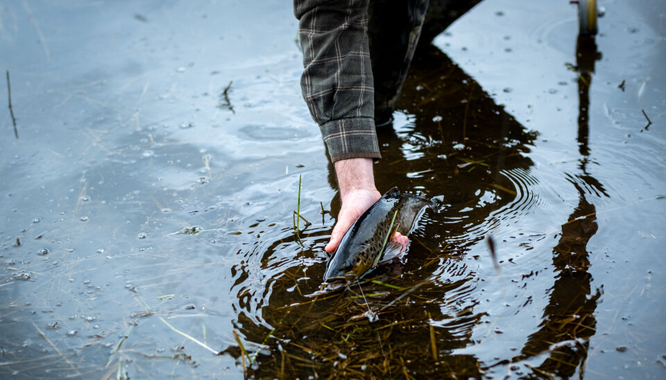 Skribent Tore Litlere Rydgren mener det er på høy tid på røske opp i forvaltningen av innlandsfiske i Norge. En fluefisker har landet en ørret på tørrflue.