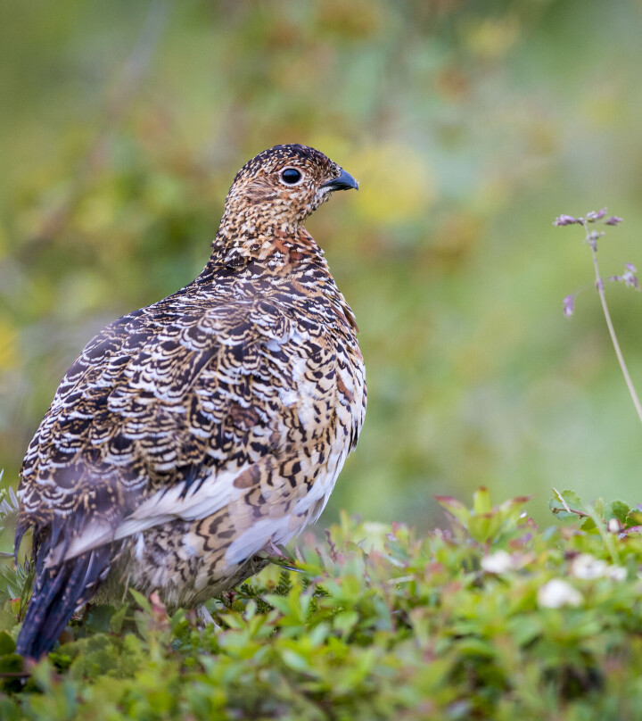 Blåbær avgjørende også for lirypa?