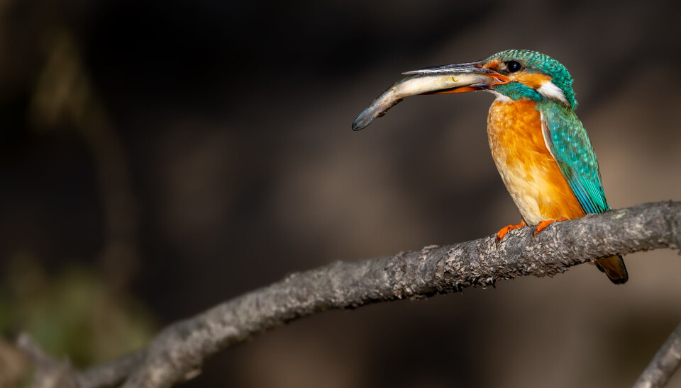 Gjeddemiddagen er sikret. Isfuglen er 16-18 cm lang, og nebbet måler 4 cm. Da er det godt gjort å svelge gjedder på mellom 10 og 12 cm. Gjeddemiddagen er sikret. Isfuglen er 16-18 cm lang, og nebbet måler 4 cm. Da er det godt gjort å svelge gjedder på mellom 10 og 12 cm.