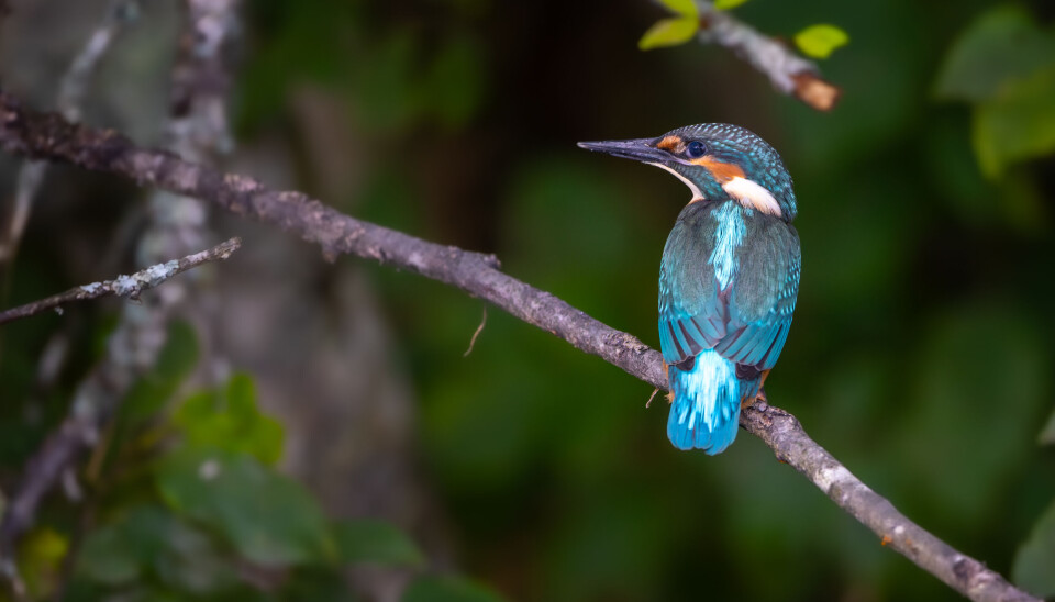 Navnet Isfugl har trolig ikke noe med is å gjøre, men antas å være avledet fra det tyske ordet for jern («Eisen») og henspiller på de metallglinsende fargene. Navnet Isfugl har trolig ikke noe med is å gjøre, men antas å være avledet fra det tyske ordet for jern («Eisen») og henspiller på de metallglinsende fargene.