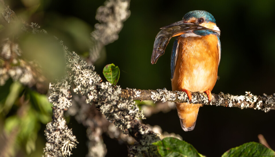 Isfuglen holder først og fremst til i det sørlige Europa og i Asia. I Norge regnes bestanden som lav, men hekkende fugl er observert flere steder langs kysten av Sør-Norge og i innlandet. Isfuglen holder først og fremst til i det sørlige Europa og i Asia. I Norge regnes bestanden som lav, men hekkende fugl er observert flere steder langs kysten av Sør-Norge og i innlandet.