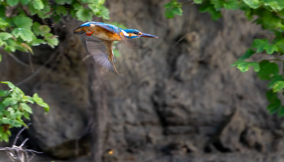 Isfuglens kropp gir assosiasjoner til et prosjektil. Den er som skapt for fart. Isfuglens kropp gir assosiasjoner til et prosjektil. Den er som skapt for fart. Her er den i flygende aksjon.