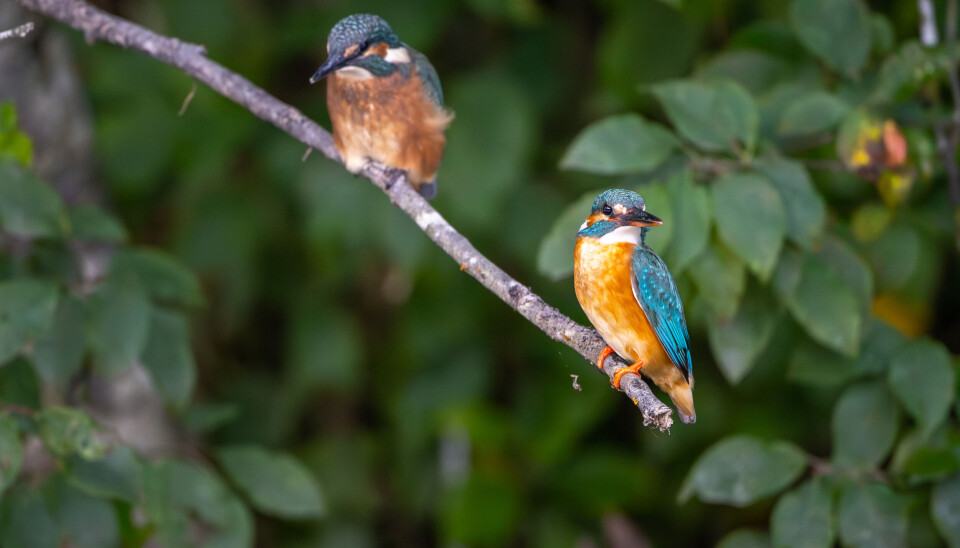 Kjønnene skilles lettest ved at hunfugler har oransje undernebb mens hannen har helsvart nebb. Her ser vi hunfuglen til høyre. Kjønnene skilles lettest ved at hunfugler har oransje undernebb mens hannen har helsvart nebb. Her ser vi hunfuglen til høyre.