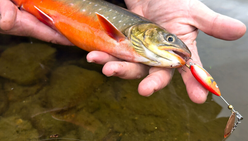 De lette, finske Lottospinnerne viste seg å levere varene på Finnmarksvidda. At det var de «eneste» som fungerte, ble imidlertid motbevist. De lette, finske Lottospinnerne viste seg å levere varene på Finnmarksvidda. At det var de «eneste» som fungerte, ble imidlertid motbevist. Her er en fin røye tatt på spinneren.