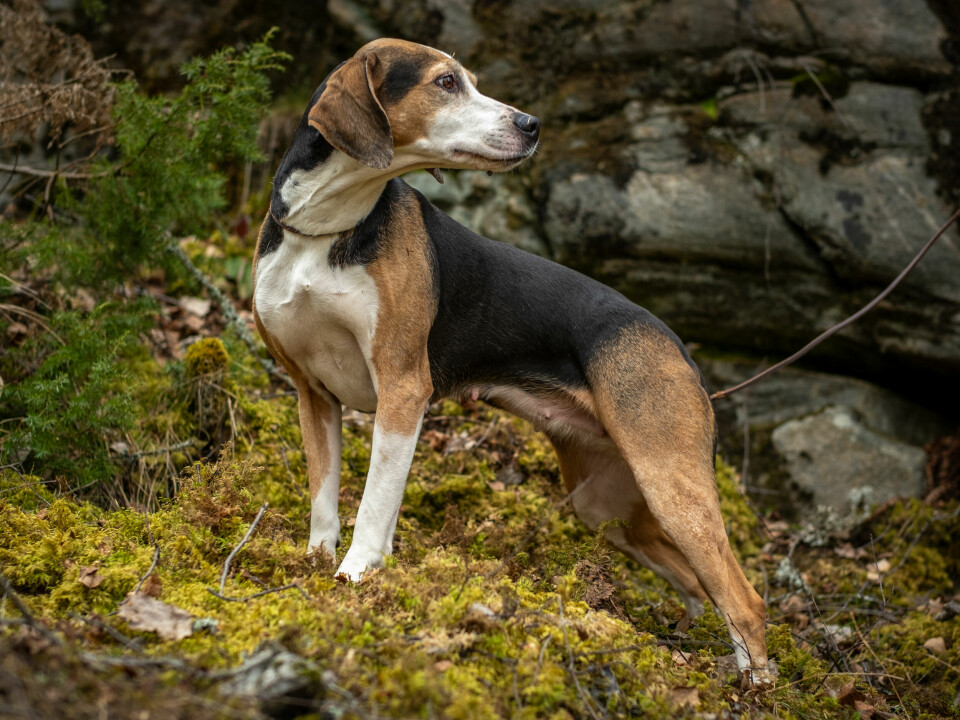 Hygen er en norsk hunderase som er kjent for sitt klingende mål.