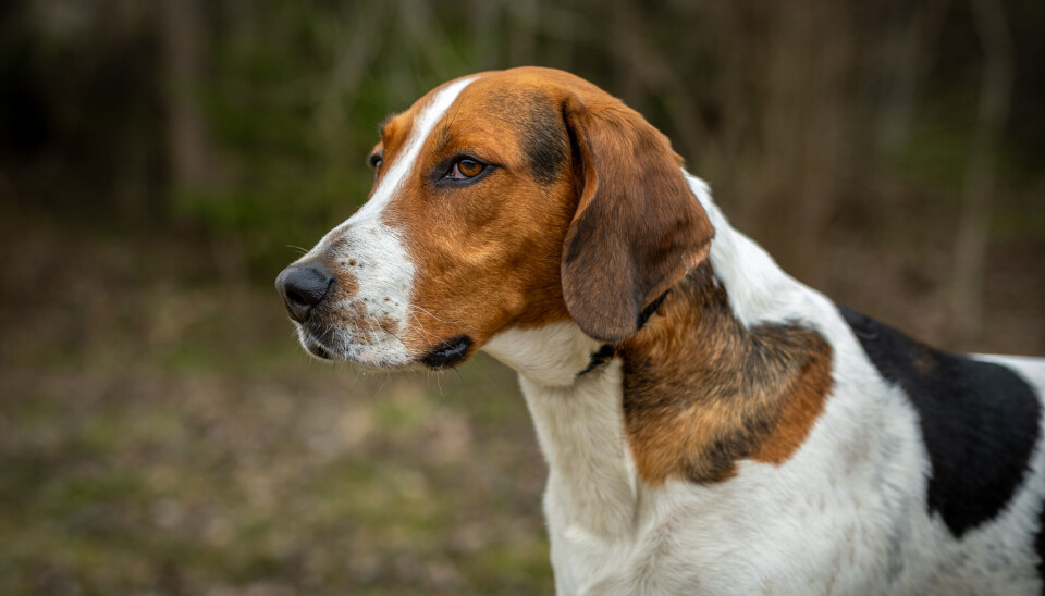 Haldenstøver Haldenstøveren er en norsk jakthundrase.