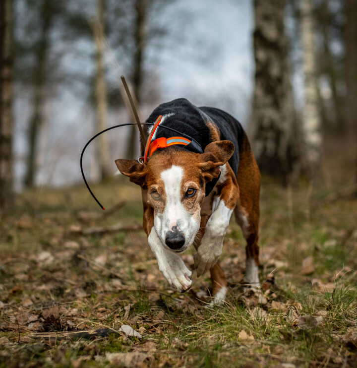 Den store støverguiden